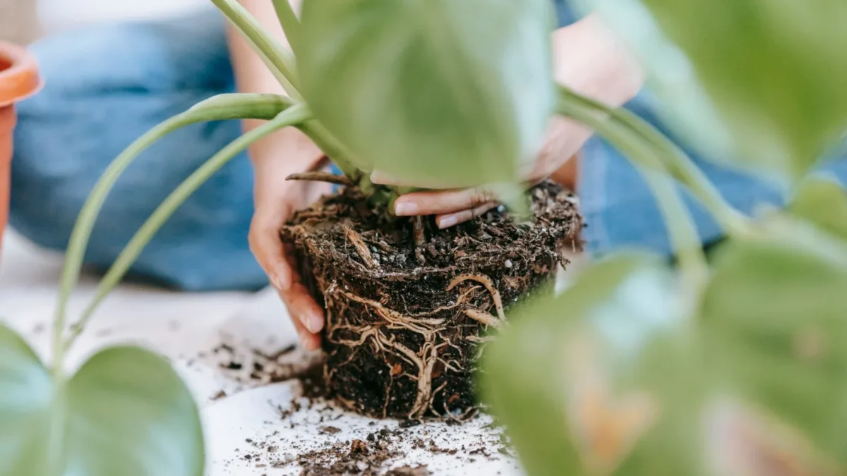 When to Repot Your Monstera: A Complete Guide