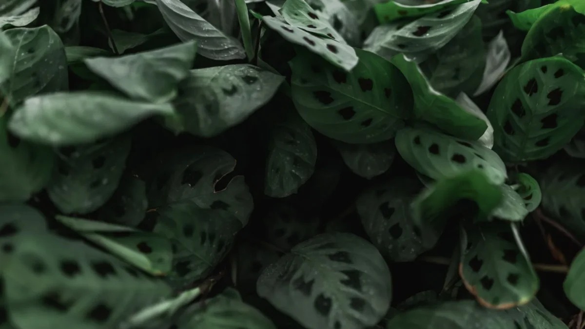 Why Are My Calathea Leaves Curling?