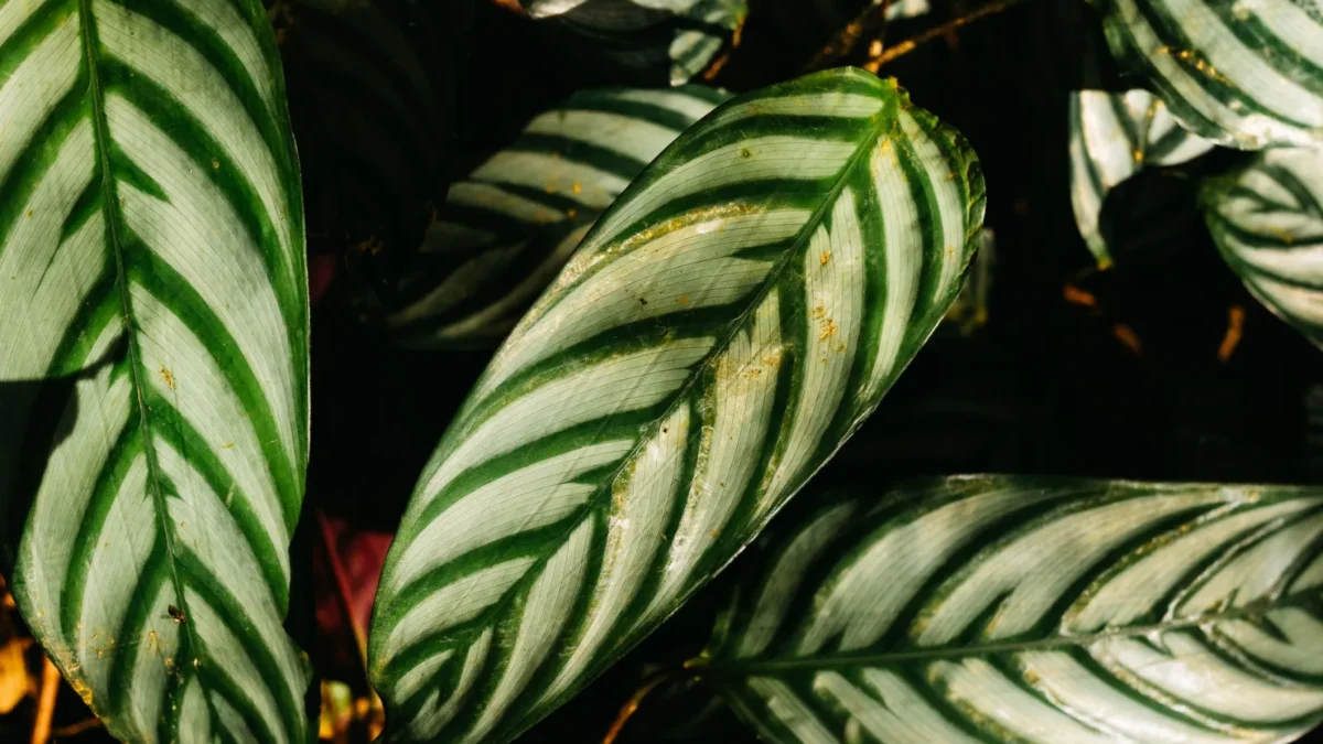 Why Are My Calathea Leaves Turning Yellow?
