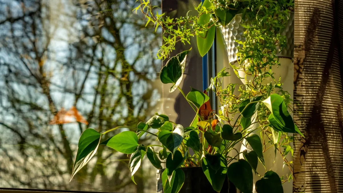 Why Are My Heartleaf Philodendron Leaves Curling?