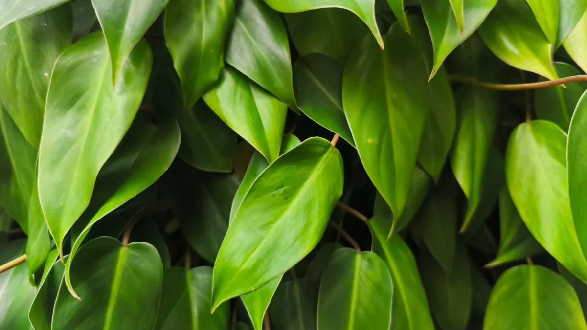 Why Are My Heartleaf Philodendron Leaves Turning Yellow?