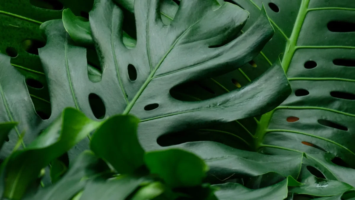 Why Are My Monstera Leaves Curling?