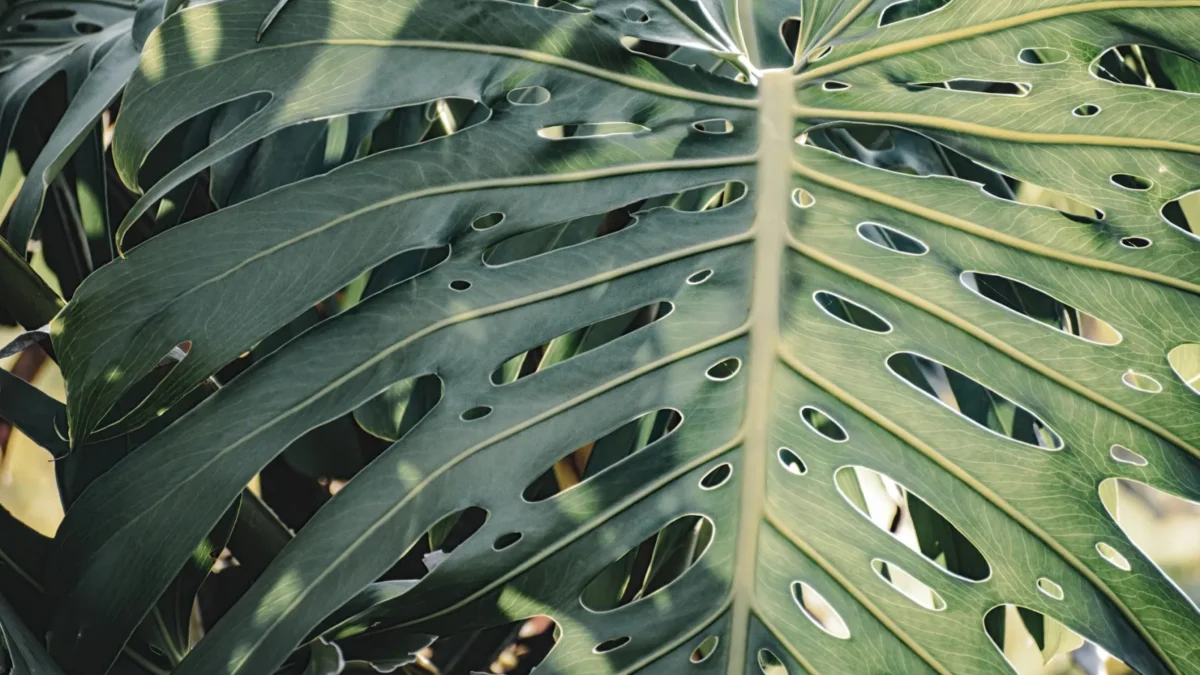 Why Are My Monstera Leaves Turning Brown?