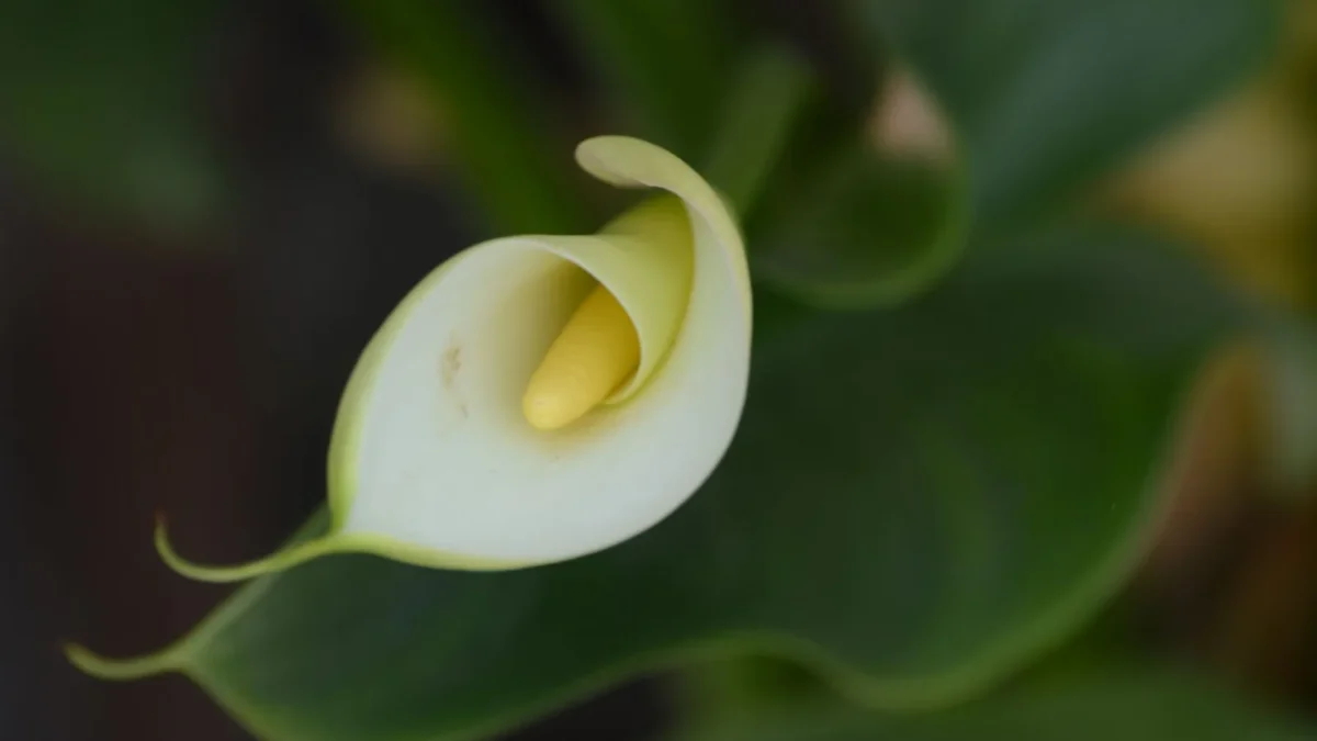 Why Are My Peace Lily Leaves Turning Yellow?