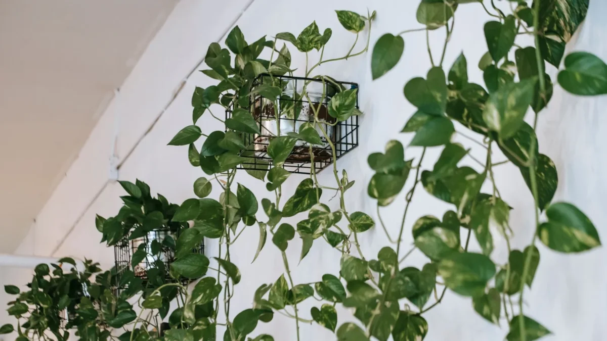 Why Are My Pothos Leaves Curling?