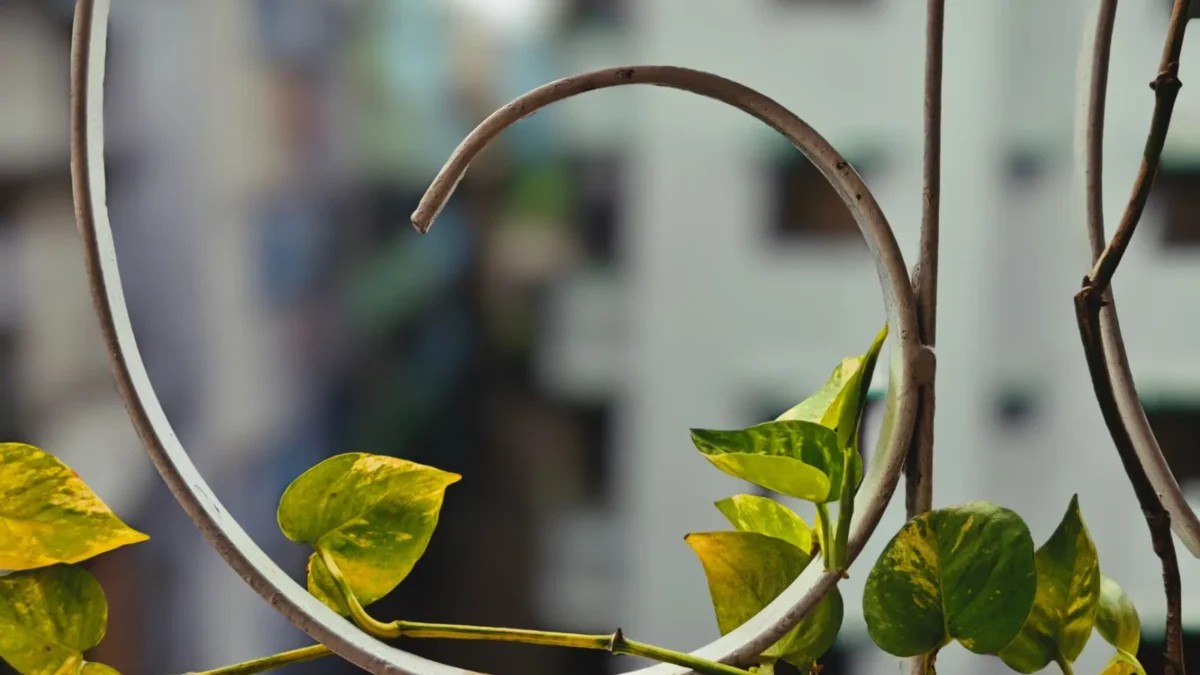 Why Are My Pothos Leaves Turning Yellow?