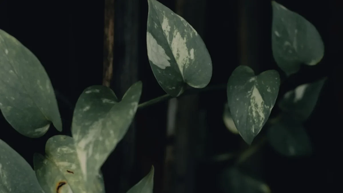 Why Are My Pothos Leaves Turning Yellow?