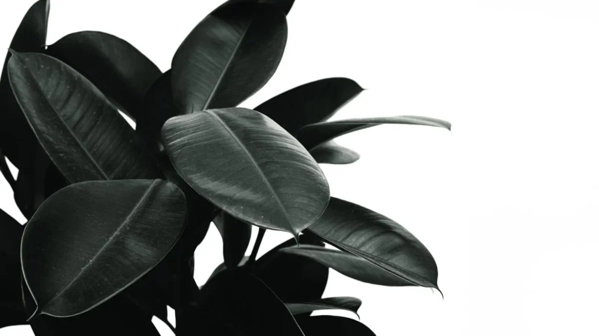Why Are My Rubber Plant Leaves Falling Off?