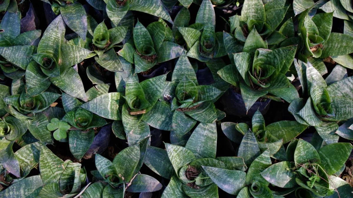 Why Are My Snake Plant Leaves Curling?