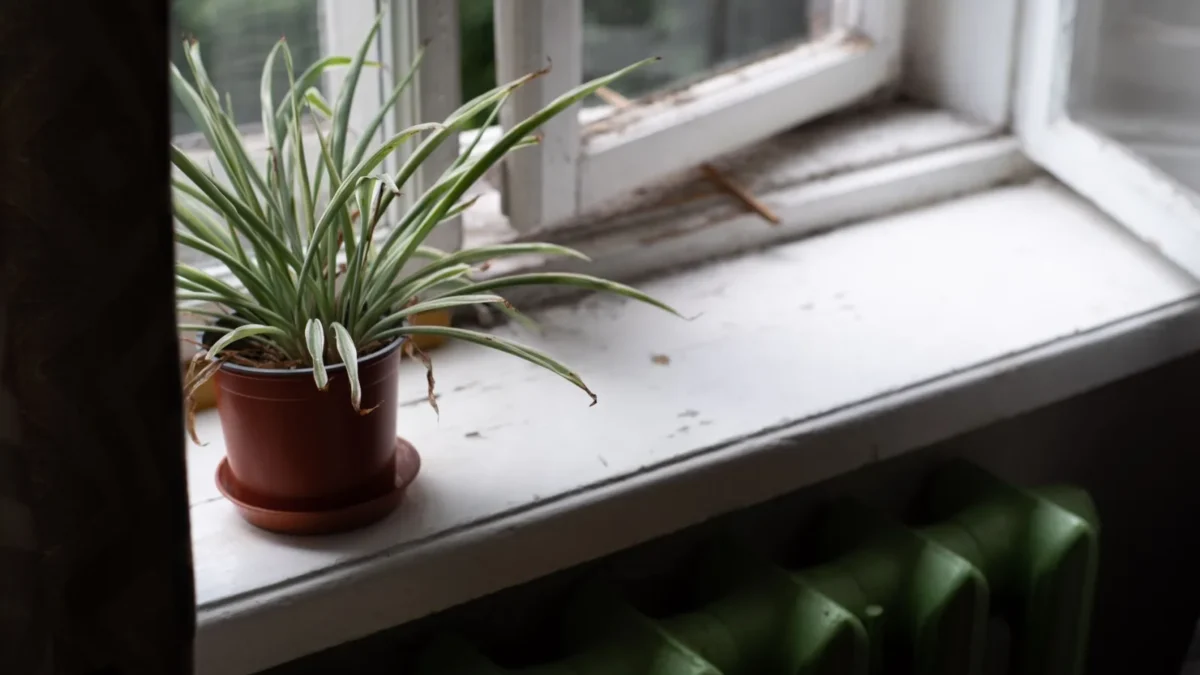 Why Are My Spider Plant Leaves Turning Brown?