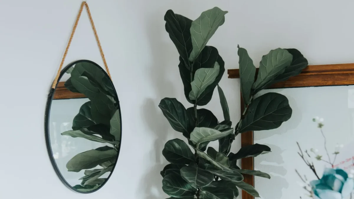 Why Is My Fiddle Leaf Fig Drooping?