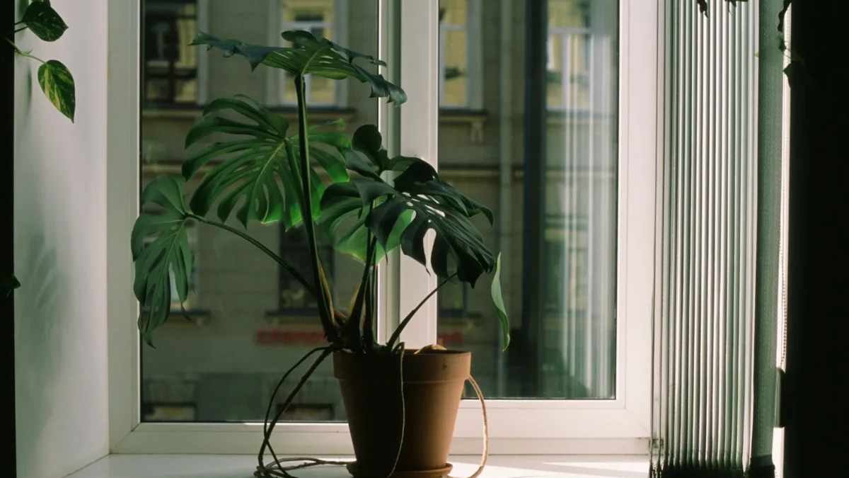 Why Is My Monstera Drooping or Wilting?