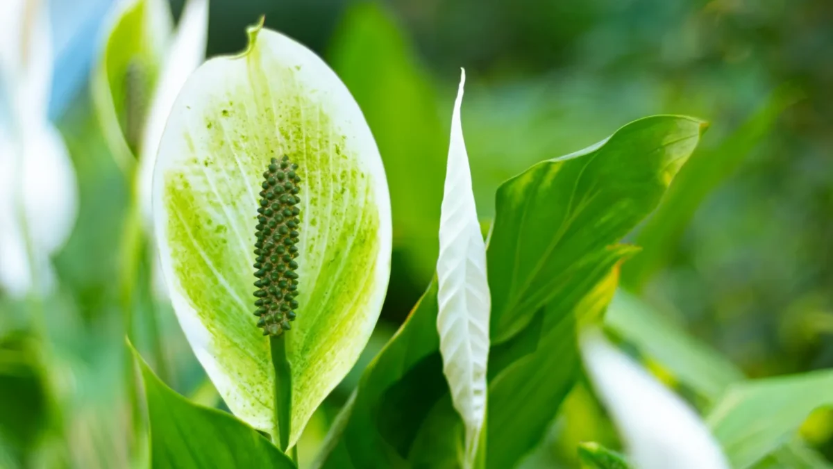Why Is My Peace Lily Drooping?