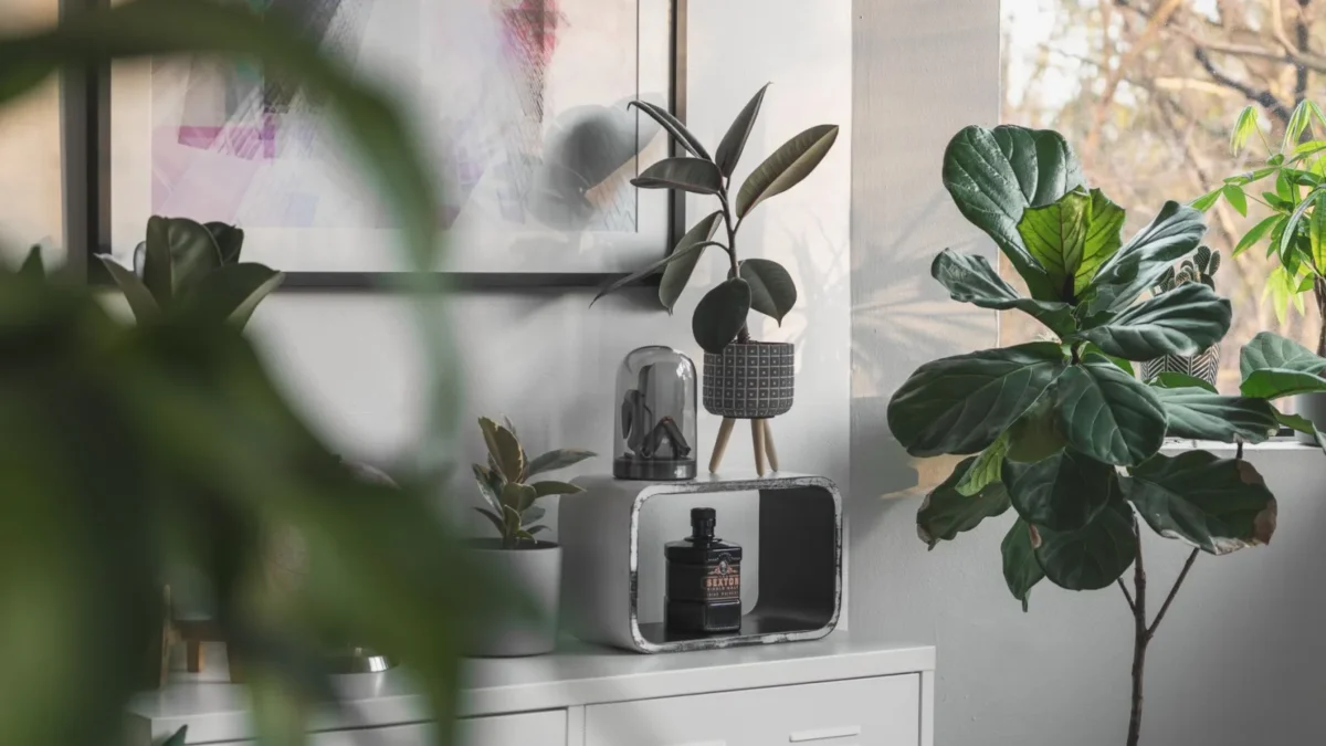 Why Is My Rubber Plant Drooping and How to Fix It?