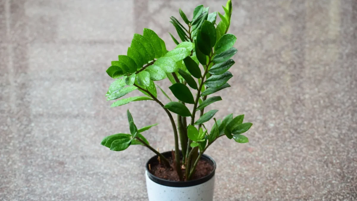ZZ Plant Care: The Complete Guide