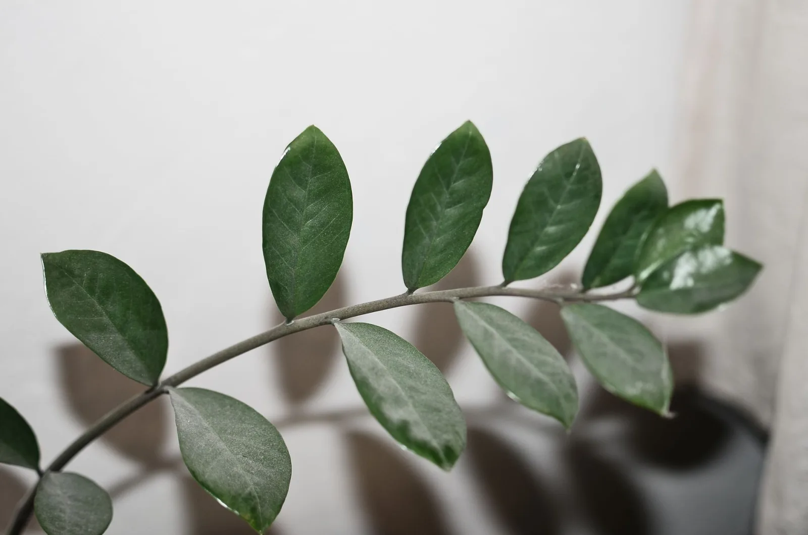 ZZ Plant Care: The Complete Guide - 2